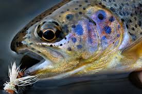 Image of Dry Fly 