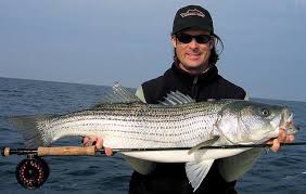 Image of Striped Bass 