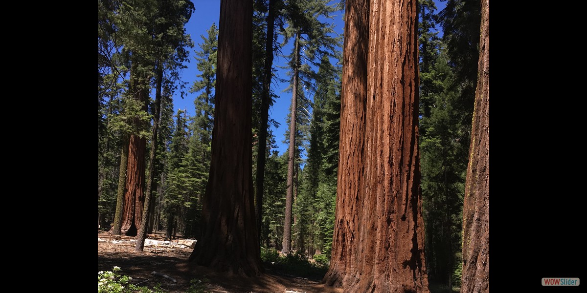 Yosemite Redwoods