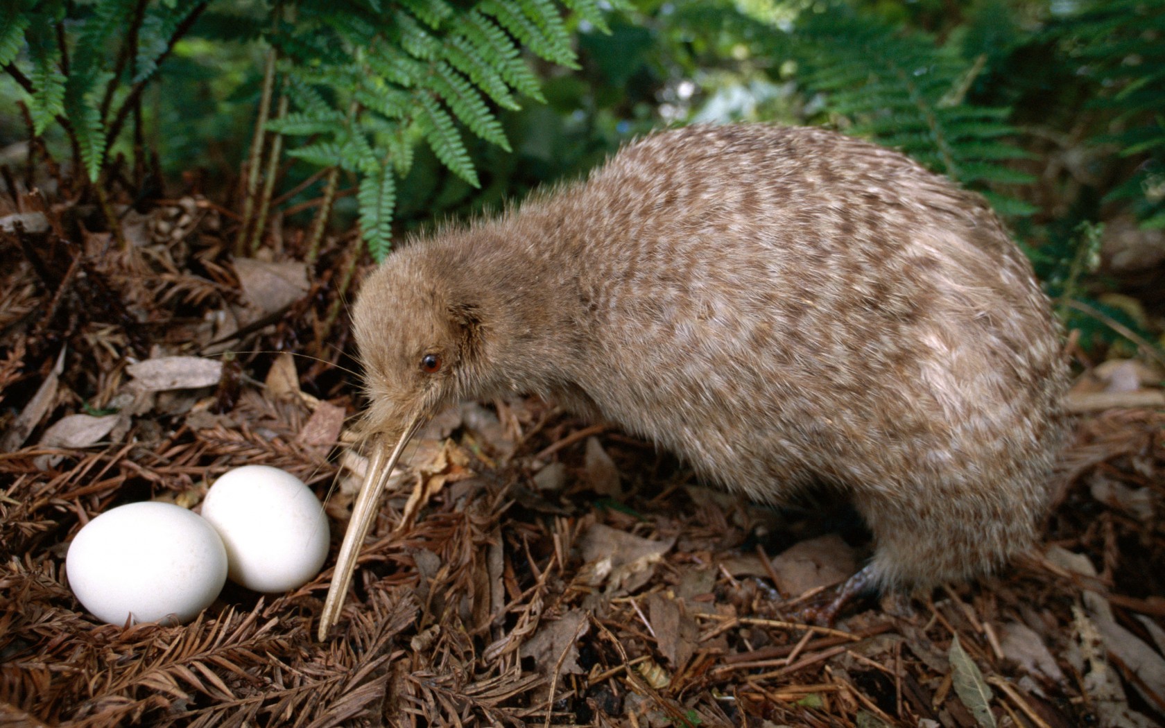 Kiwi with Eggs