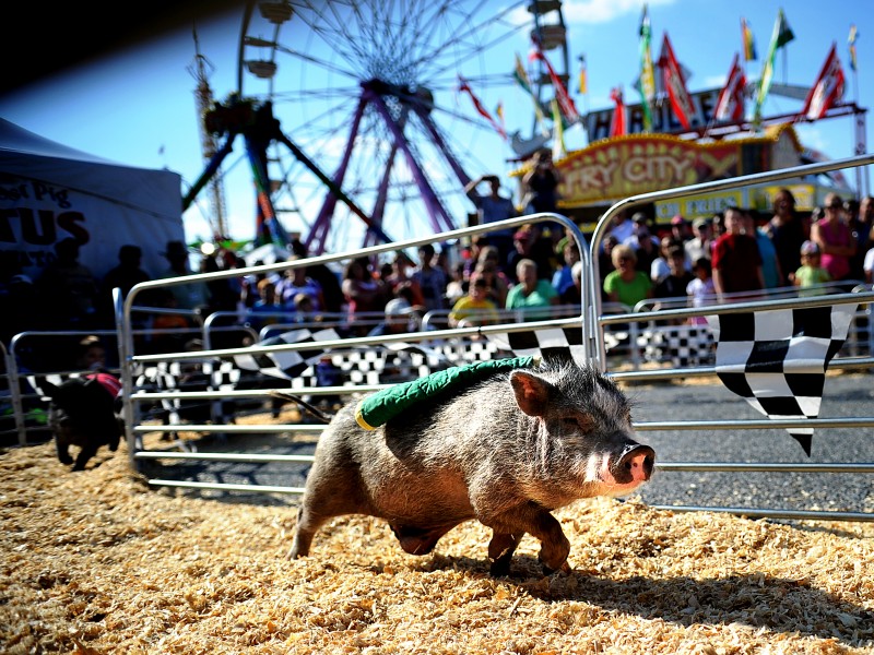Pigs Racing