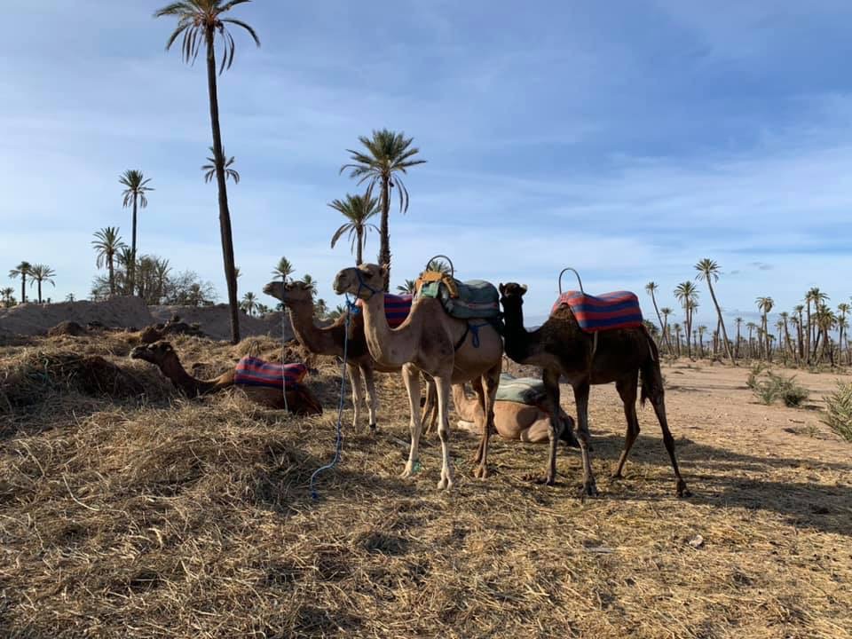 Image of Camels