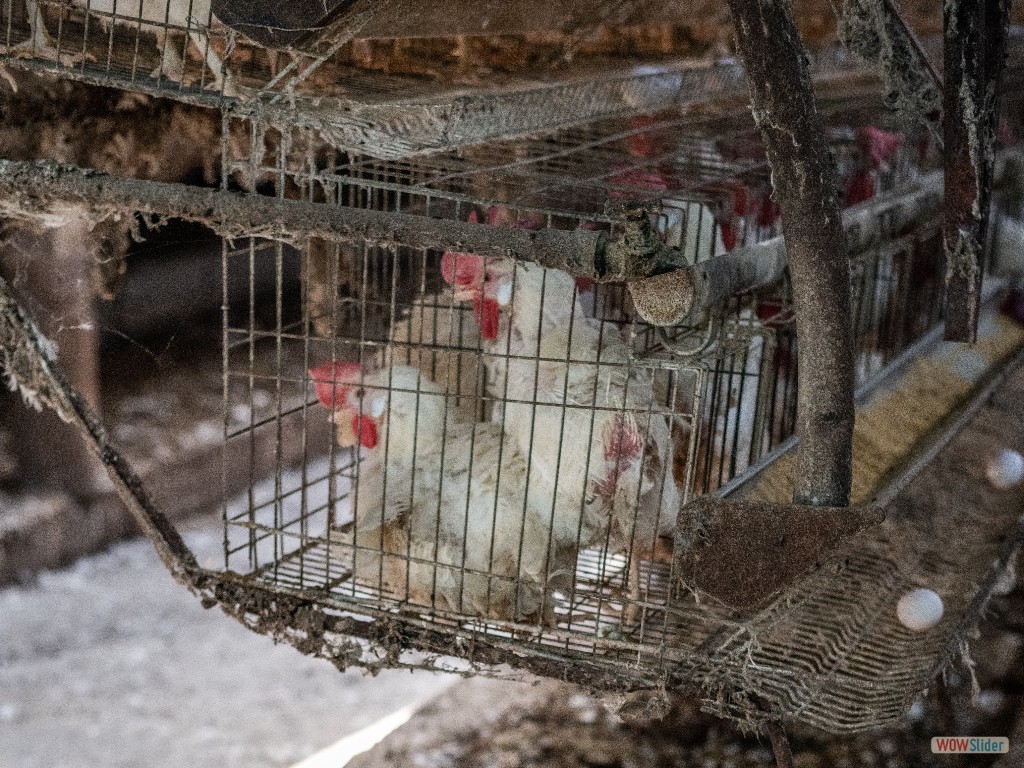 Chickens in Factory Farm