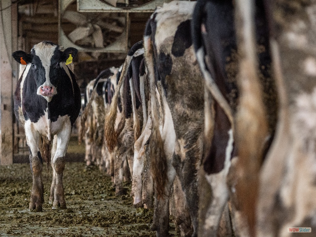 Cows in Factory Farm