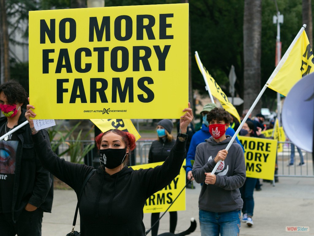 End Factory Farming