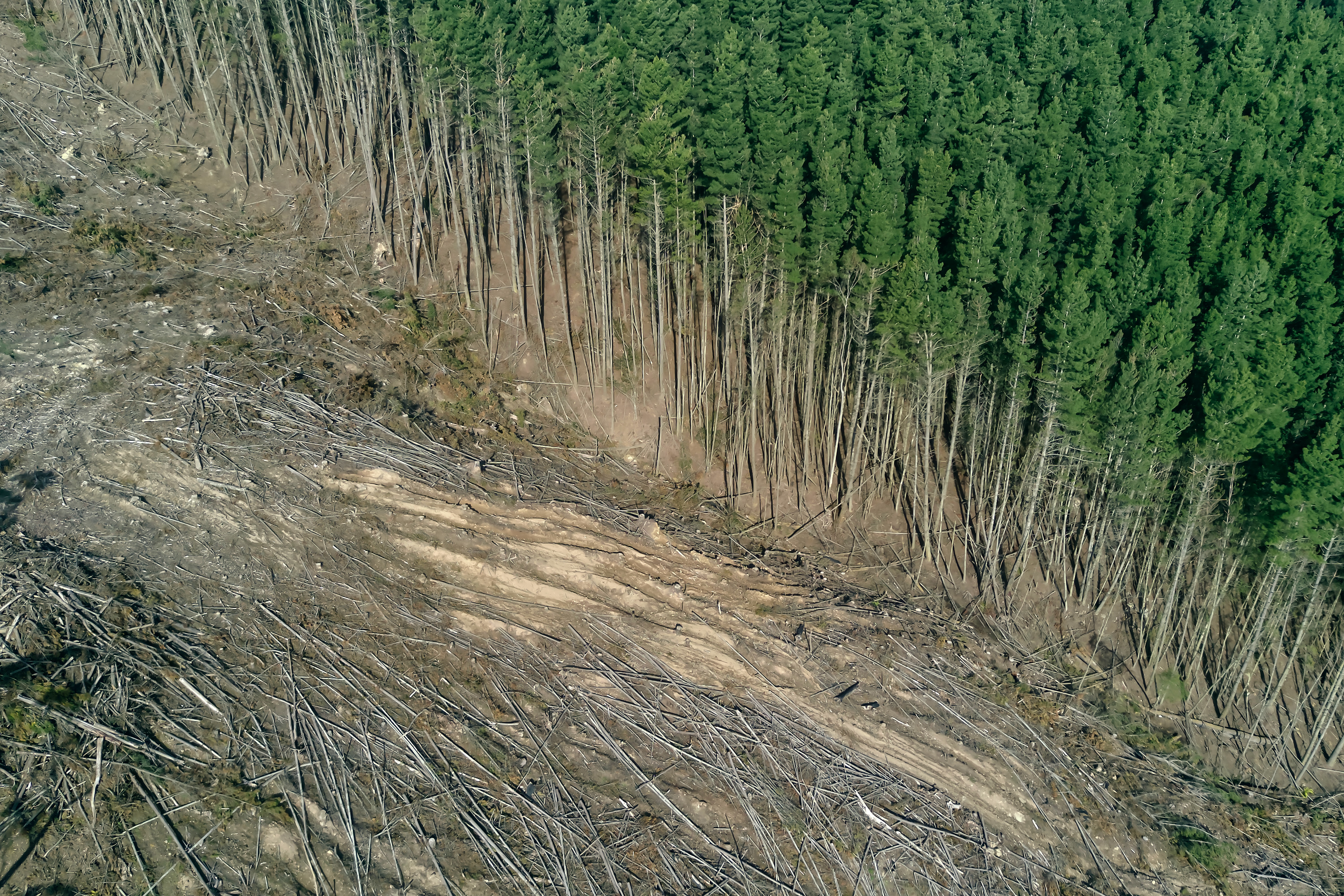 image of trees cut down in forest