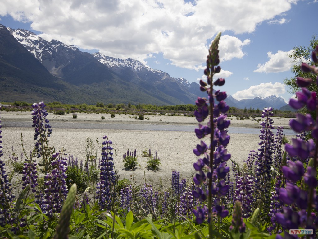 Flowers in Glenorchy