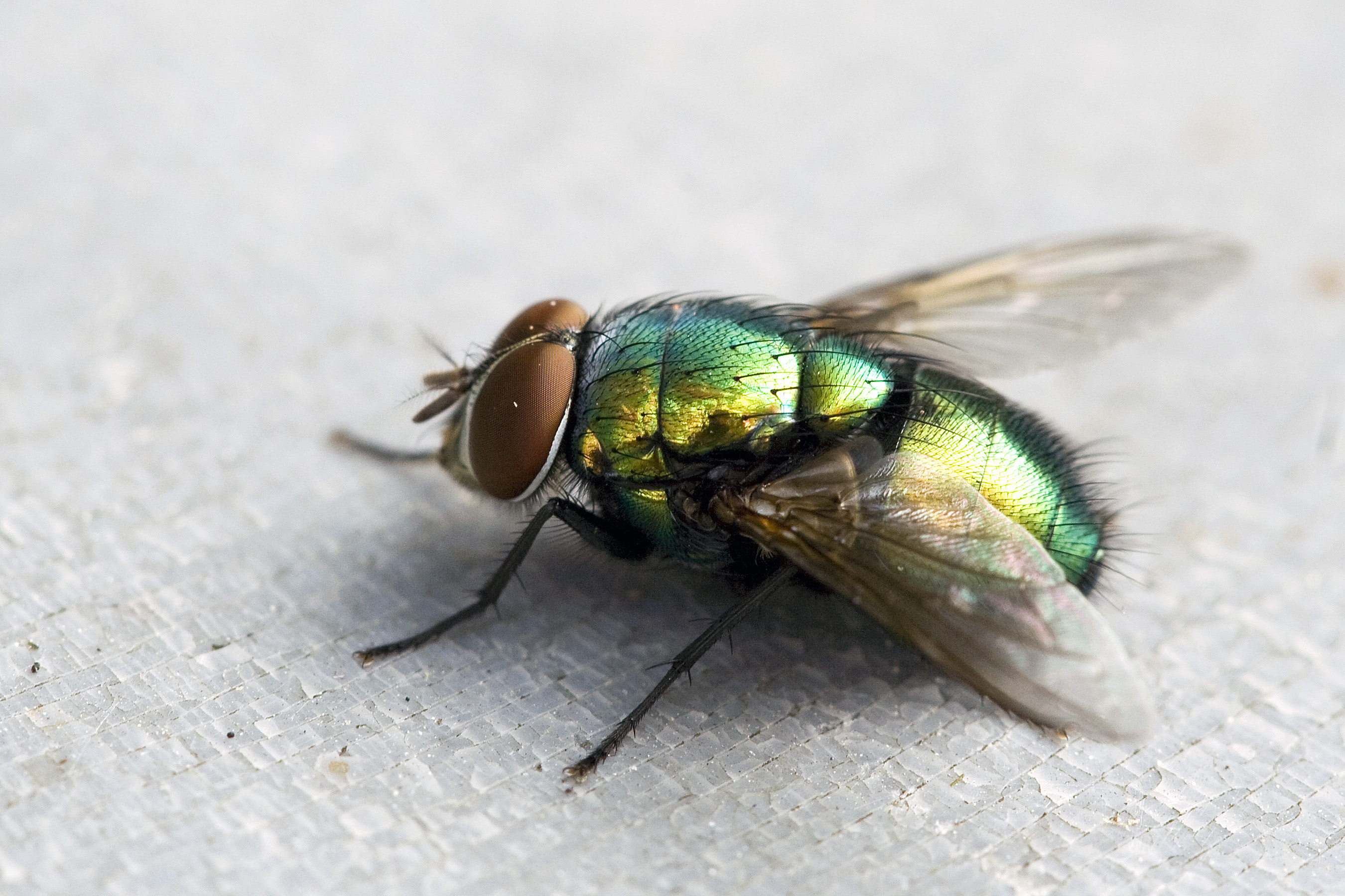 a fly